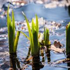 Es wächst sich gut im Wasser