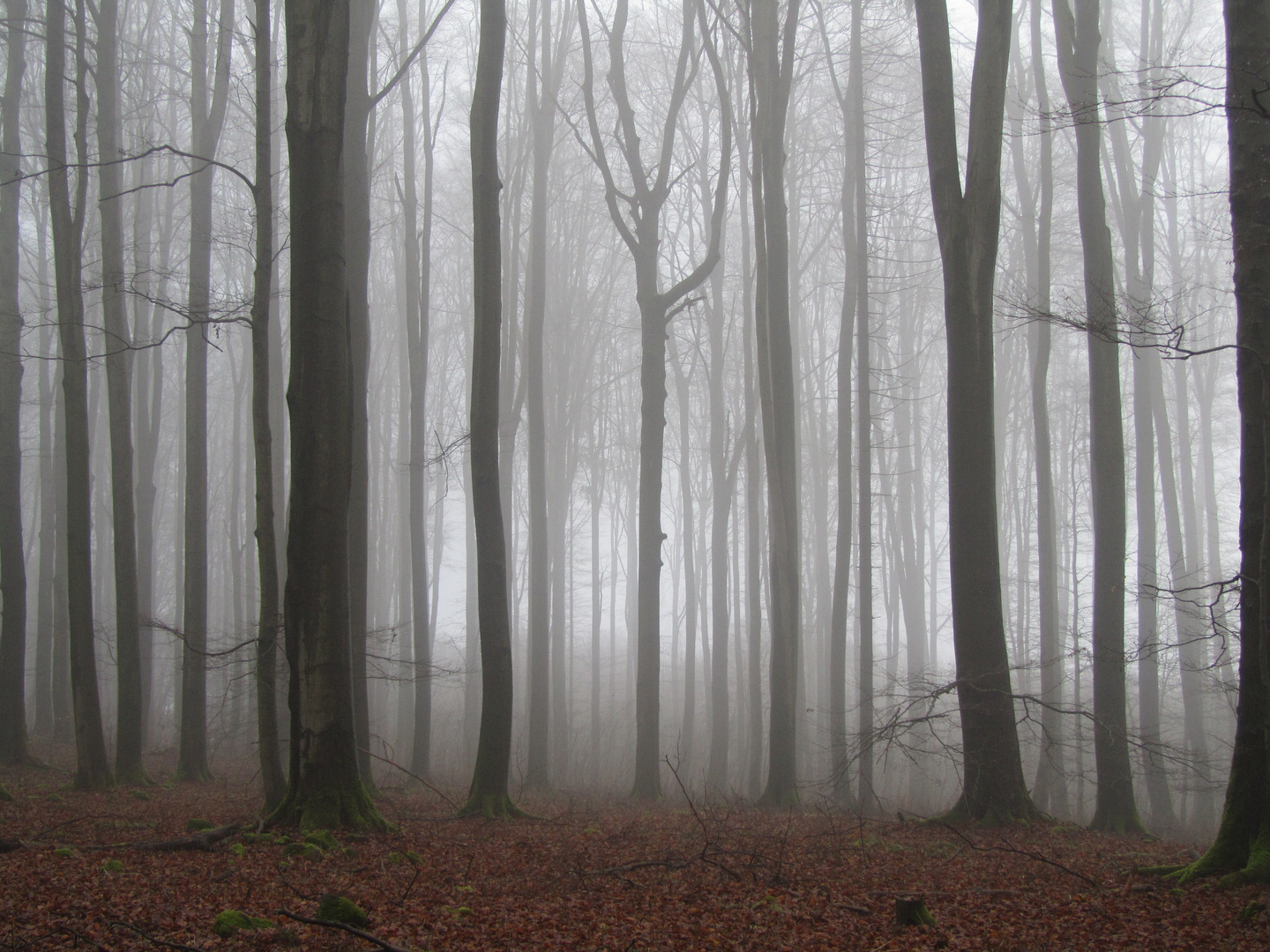 Es wallt im Nebelwald