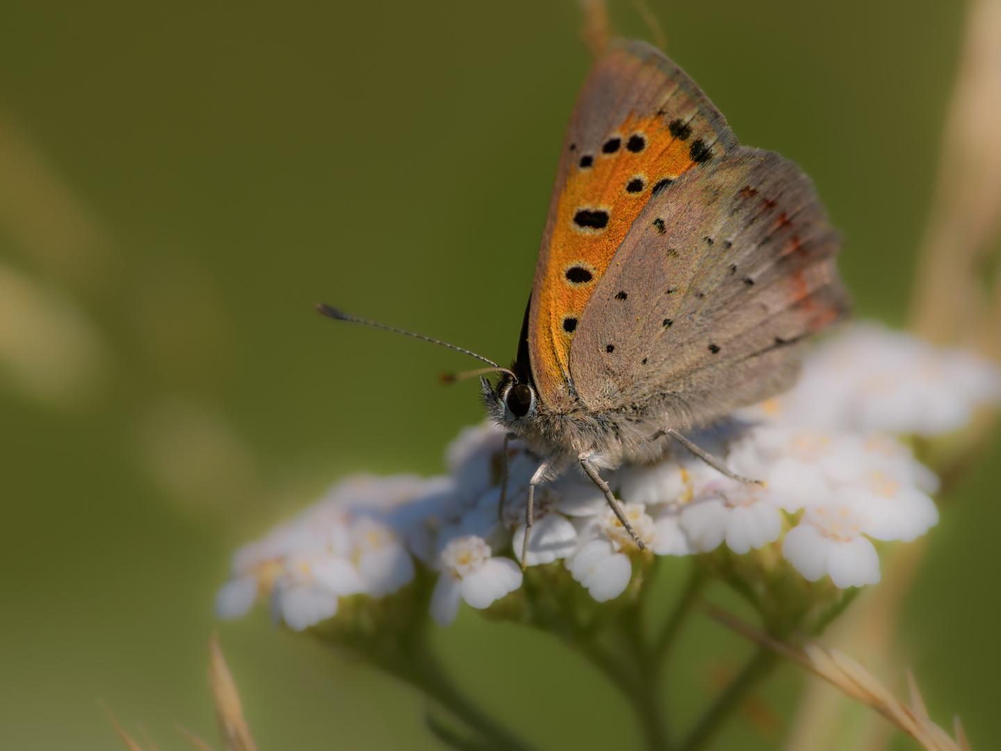 Es war auch mal Sommer