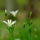 Es war auf einer grünen Wiese...