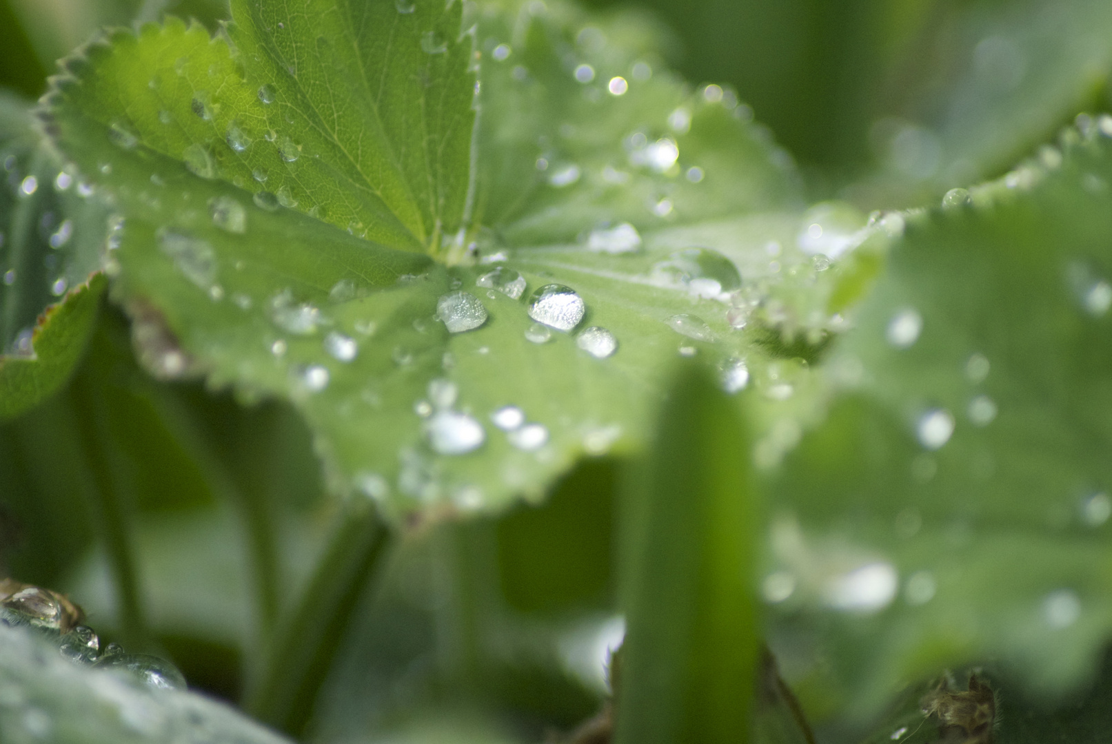 es war der Regen