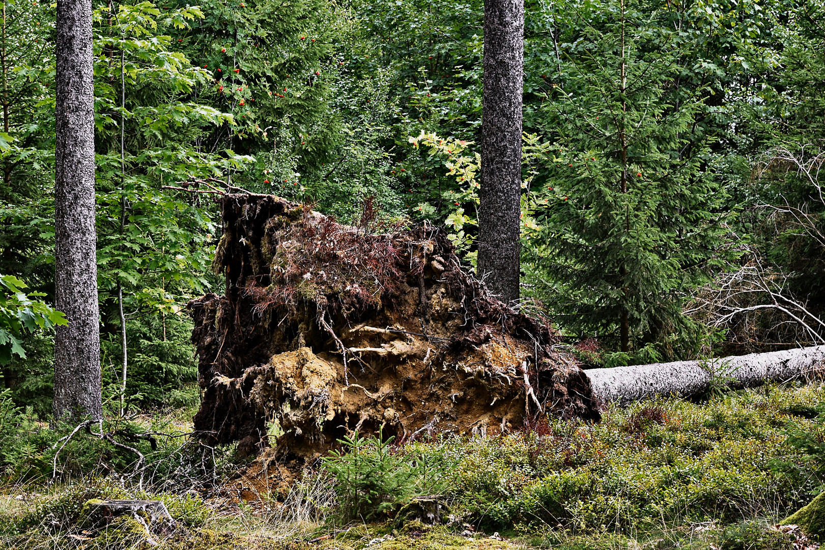 Es war der Sturm