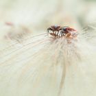 Es war die haarige Fruchtkrone einer Dryas ..