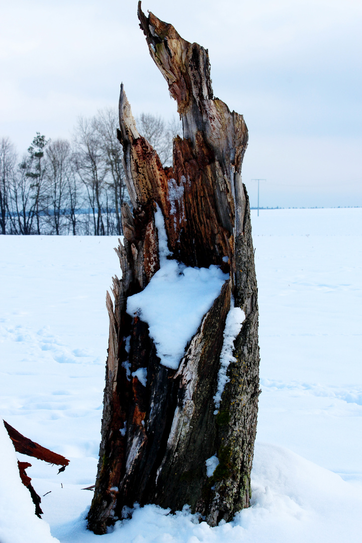 Es war ein schöner Baum