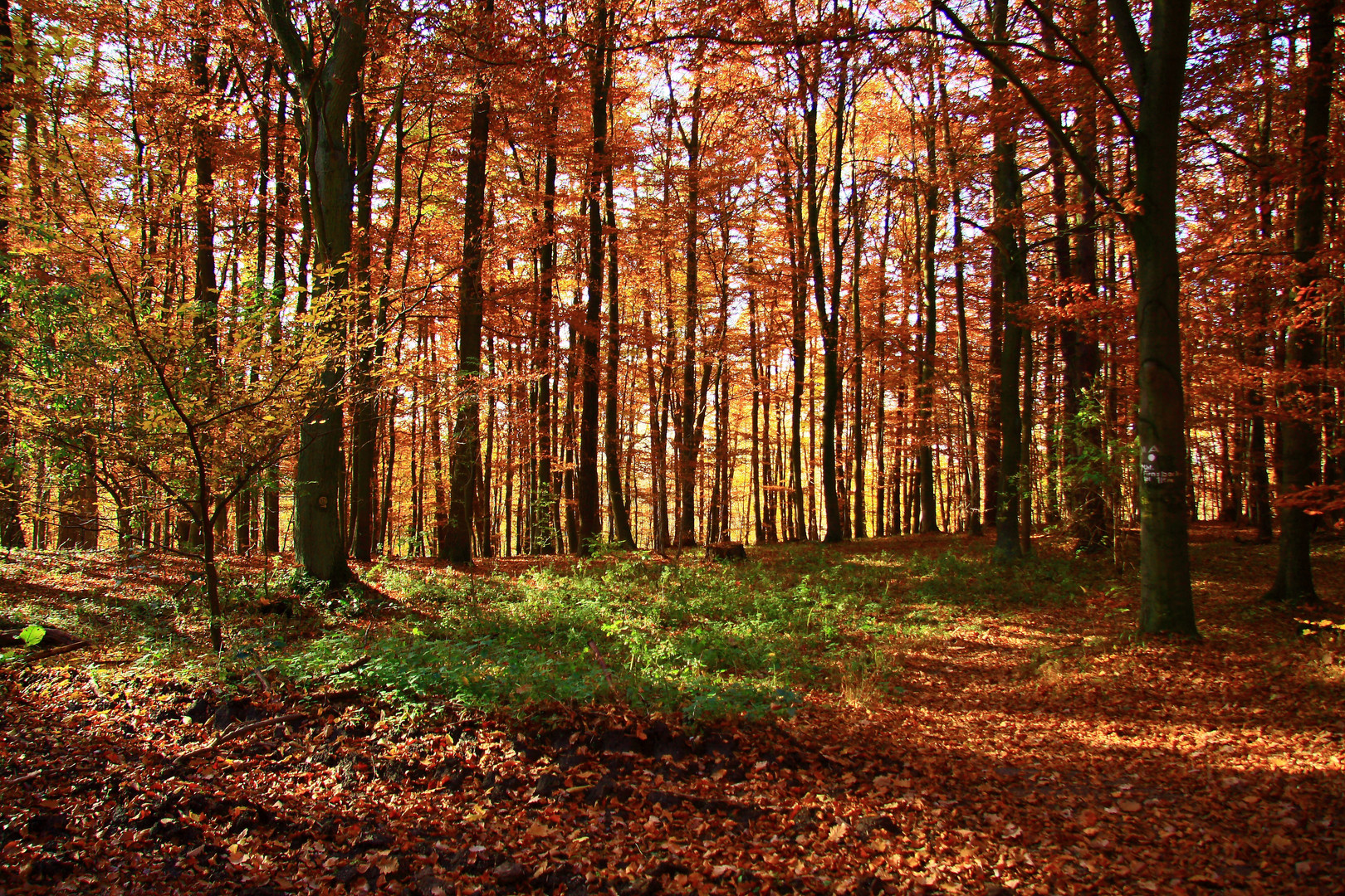 Es war ein schöner Novembertag im Sonnenschein 2