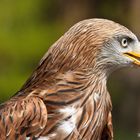 Es war ein wunderbares Elebniss im Naturpark Gangelt in der Nähe von Wegberg