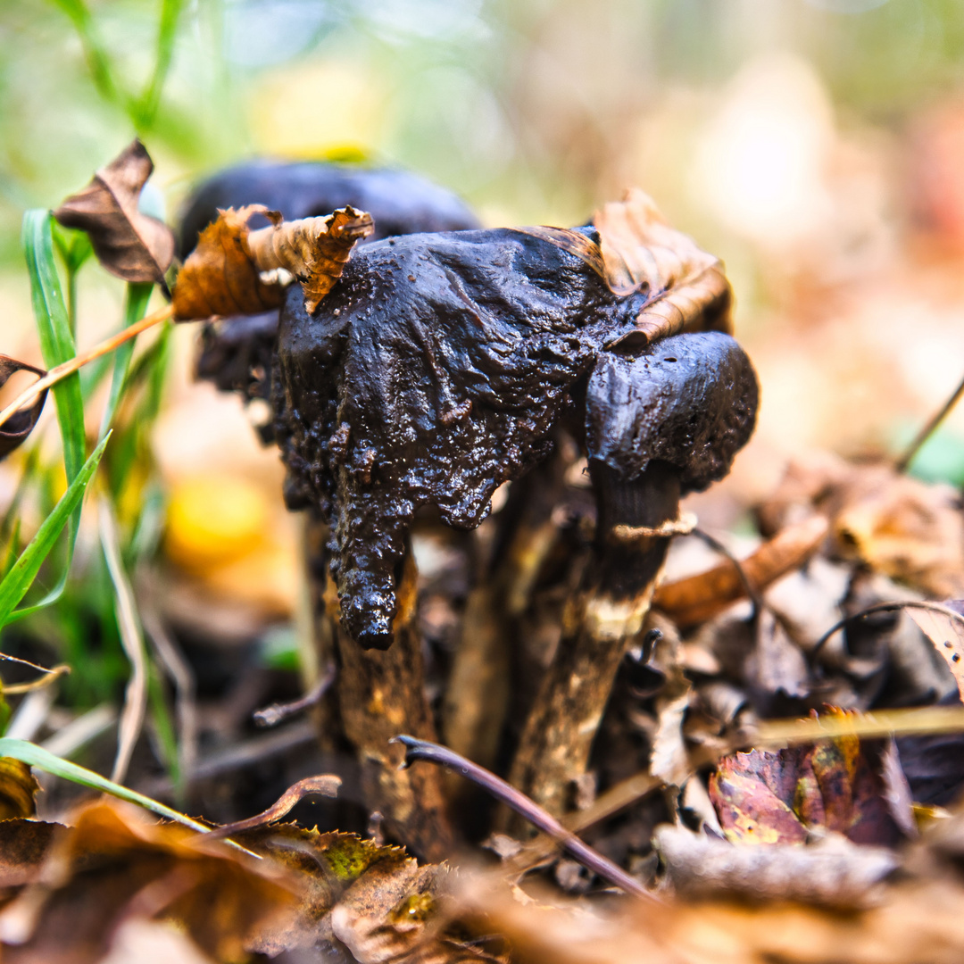 Es war einmal der Pilz