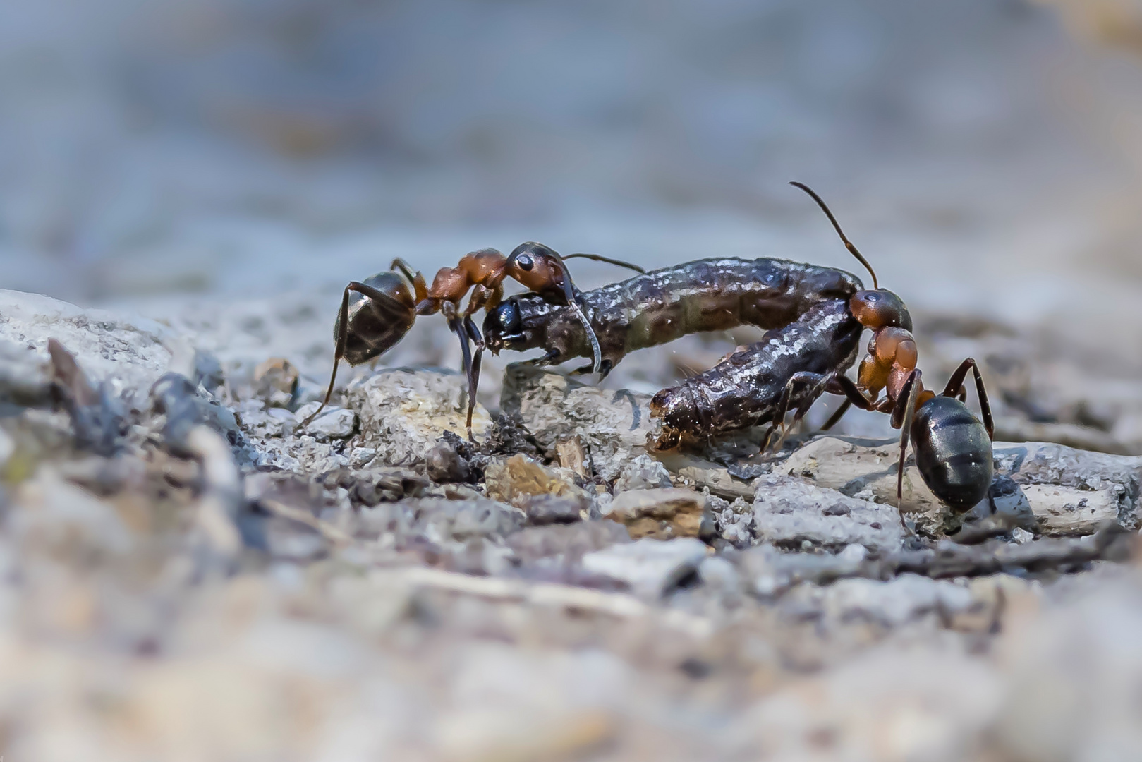 Es war einmal die Raupe Nimmersatt…