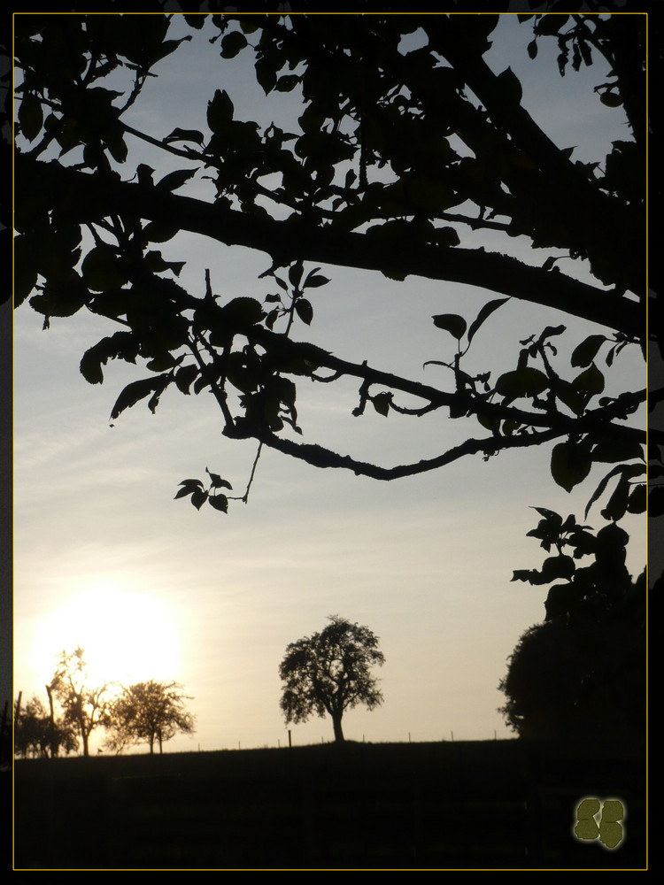 * Es war einmal ein Apfelbaum... *