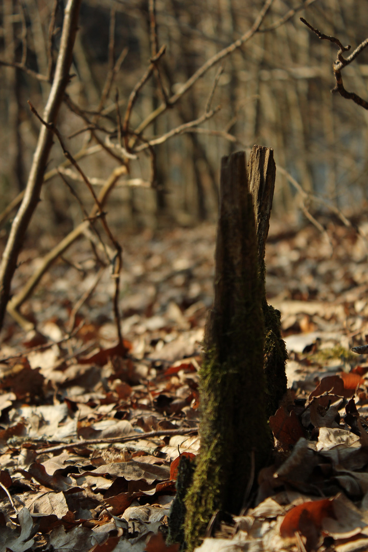 ... es war einmal ein Baum