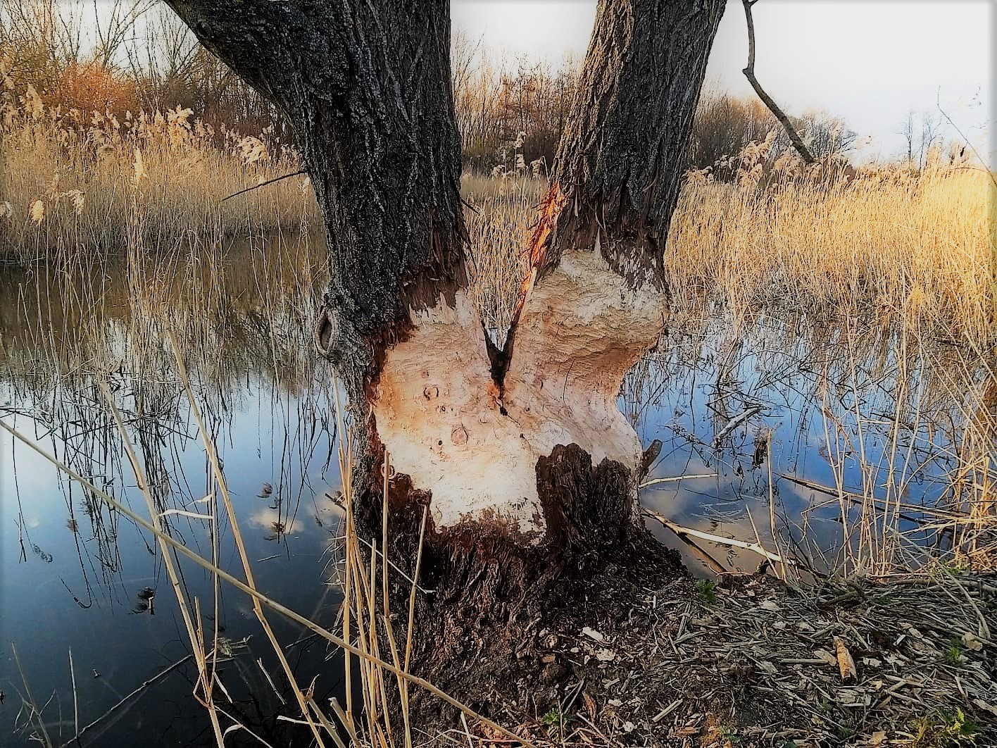 Es war einmal ein Baum ...