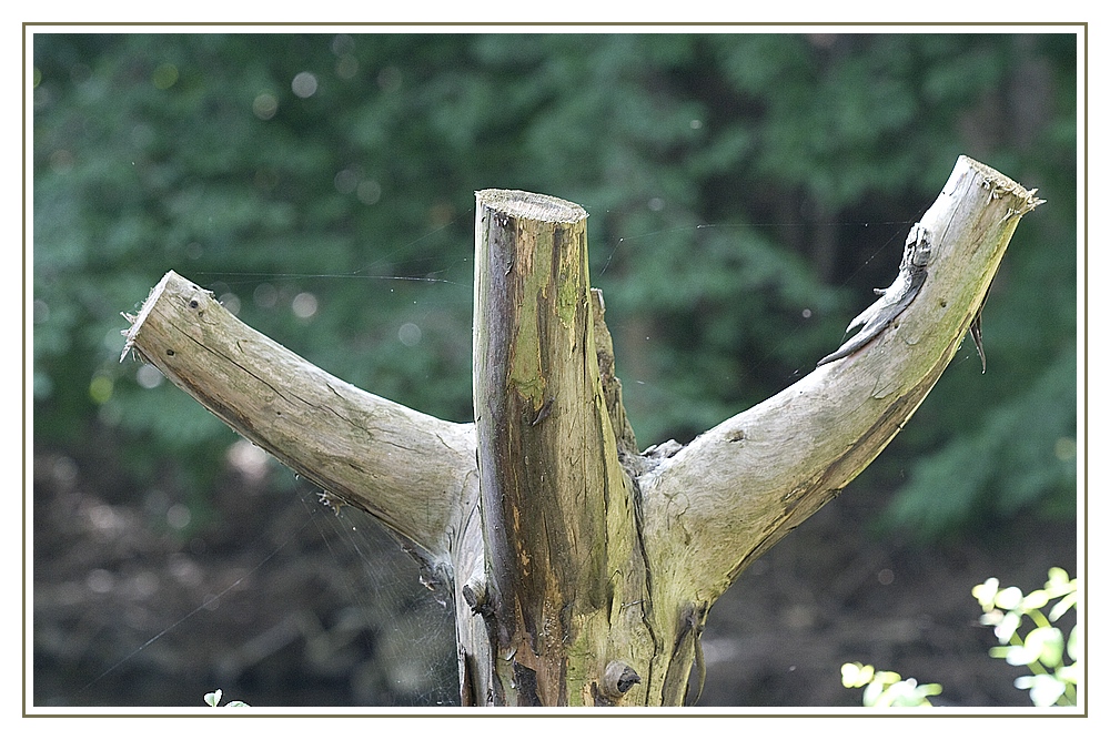 Es war einmal ein Baum ...