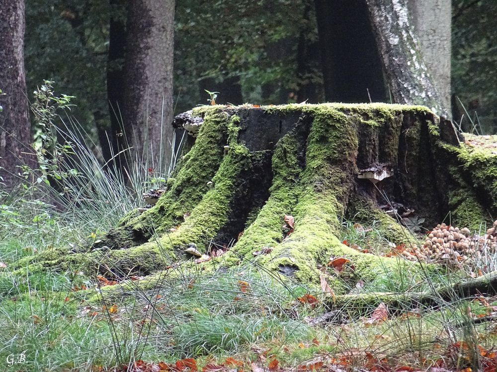 Es war einmal ein Baum...