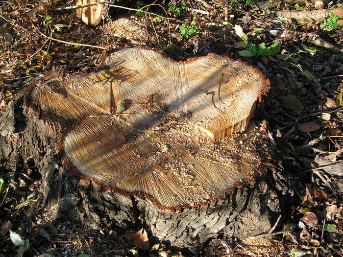 es war einmal - ein Baum...