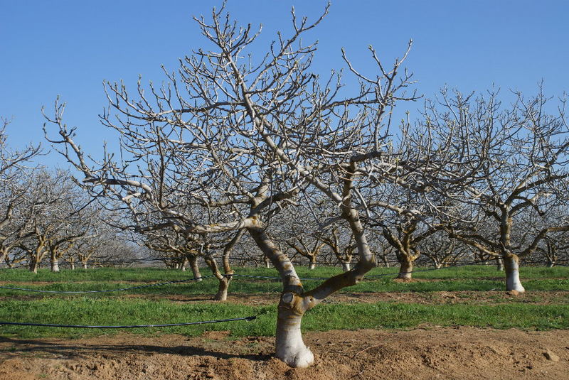 ... es war einmal ein Baum...