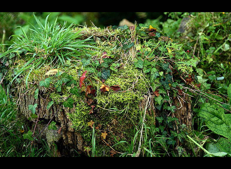 ...es war einmal ein baum