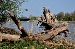 es war einmal ein Baum