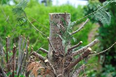 es war einmal ein Baum