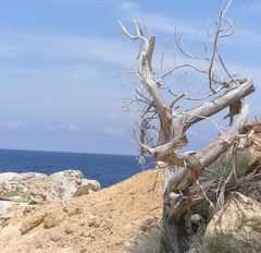 Es war einmal ein Baum der Zweite