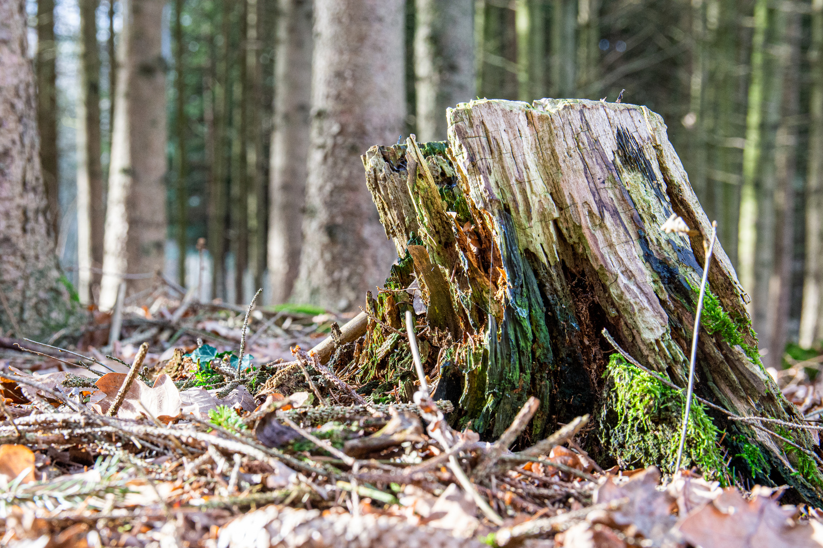 Es war einmal ein Baum