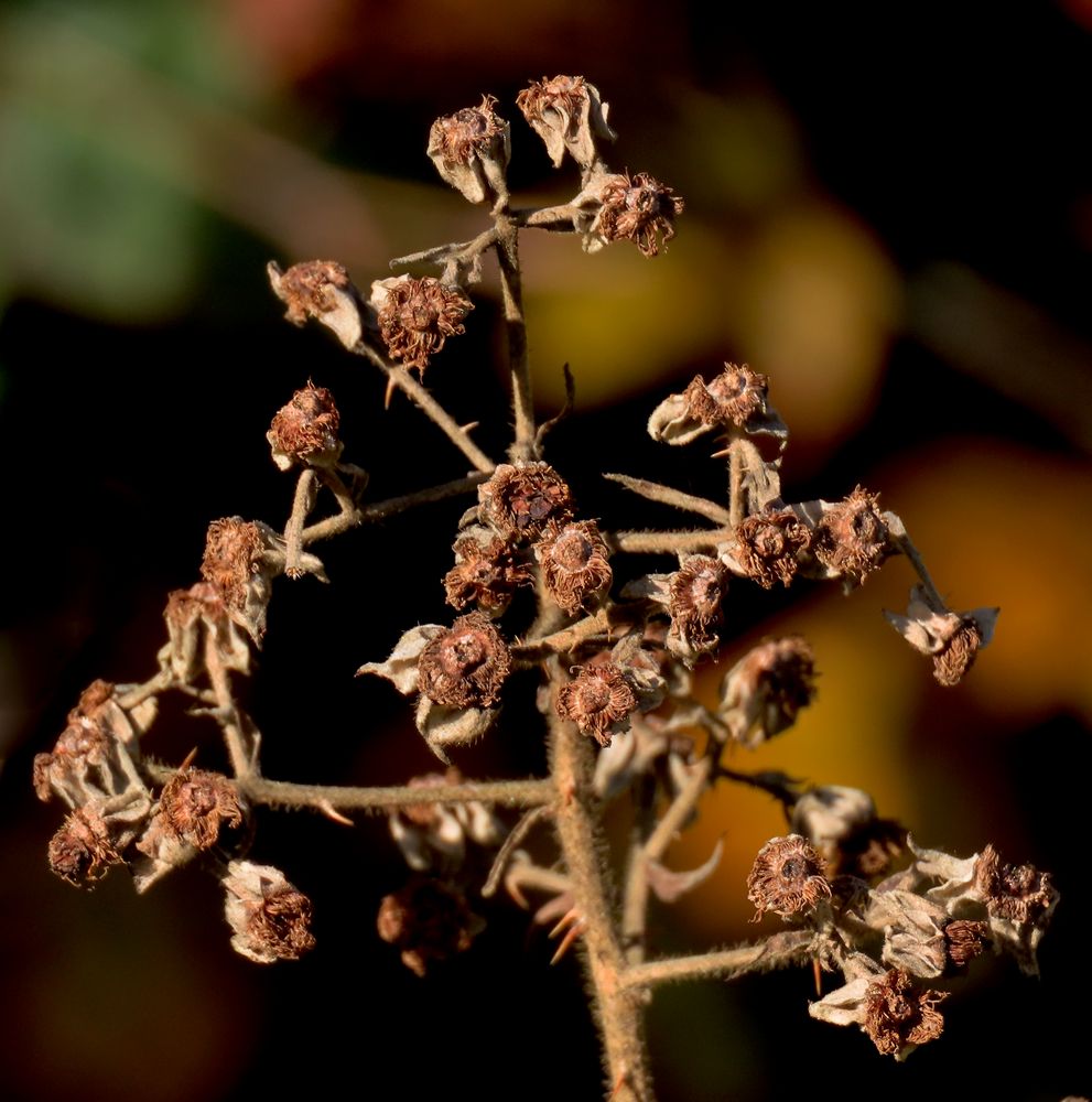 Es war einmal ein Beerenstrauch....... Foto & Bild natur, pflanzen