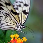 Es war einmal ein buntes Ding ein so genannter Schmetterling.