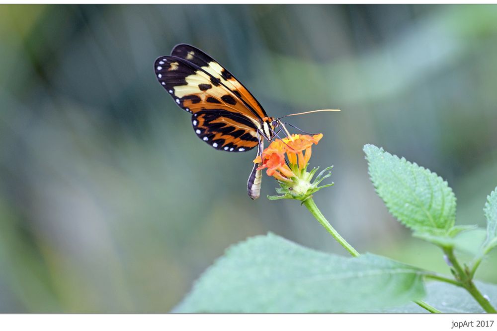 Es war einmal ein buntes Ding, ein sogenannter Schmetterling...