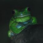 es war einmal ein FROSCH