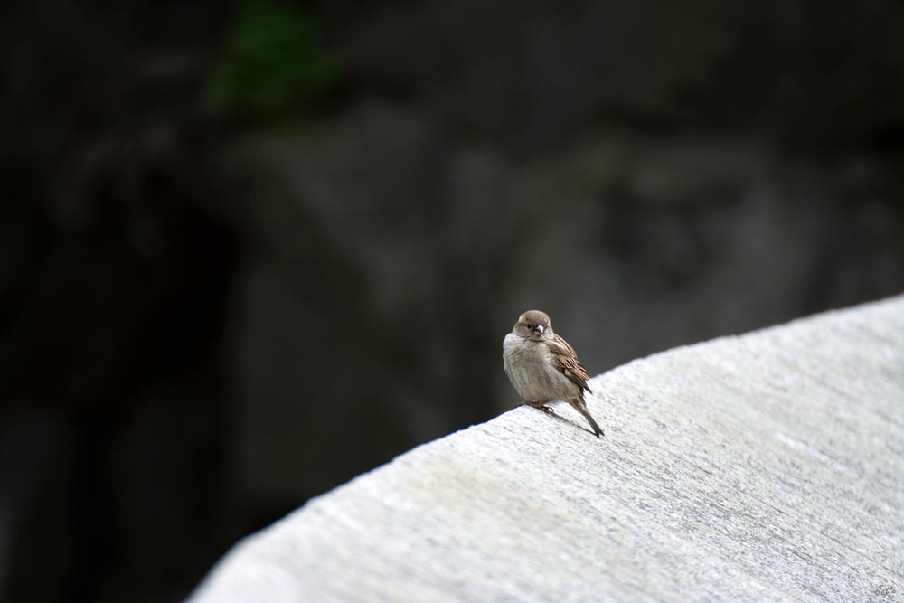 Es war einmal ein grauer Spatz...