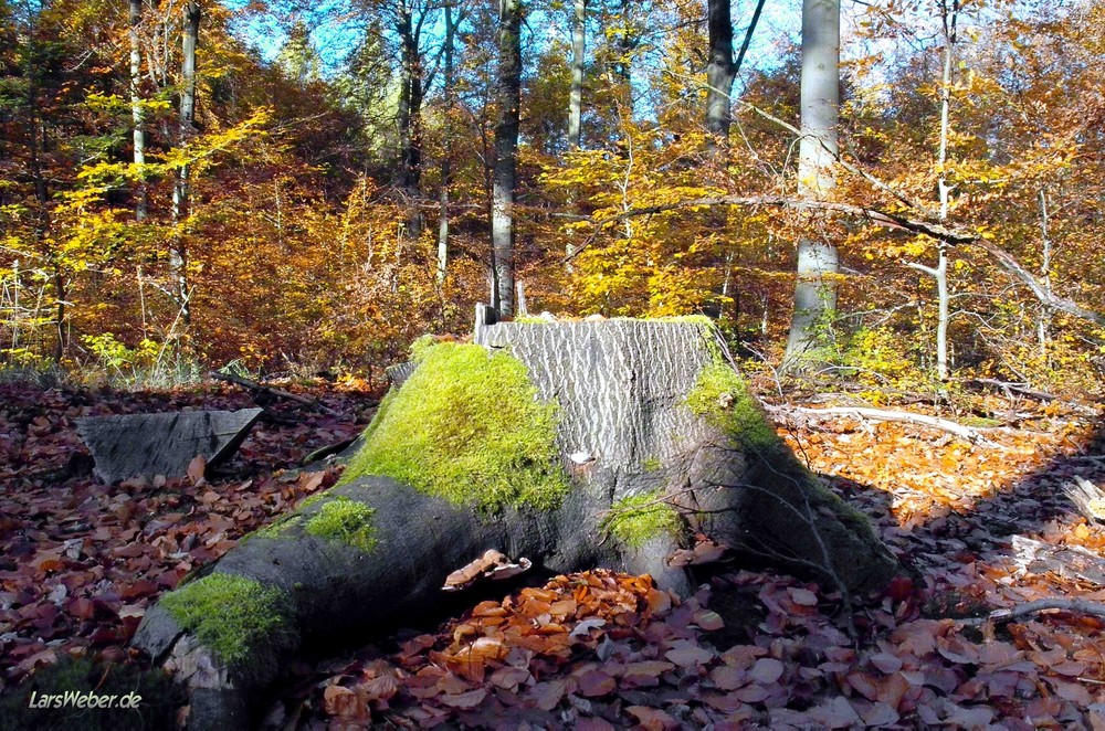 Es war einmal ein großer alter Baum!