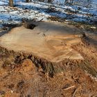 Es war einmal ein großer Baum.