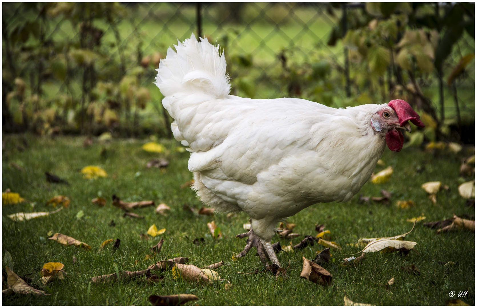 Es war einmal ein Huhn...