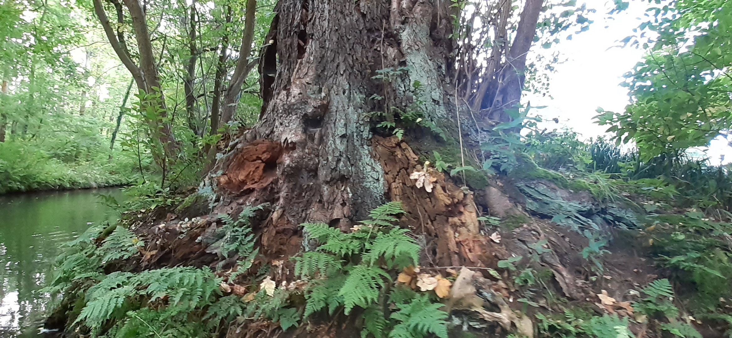 Es war einmal ein riesiger alter Baum ...