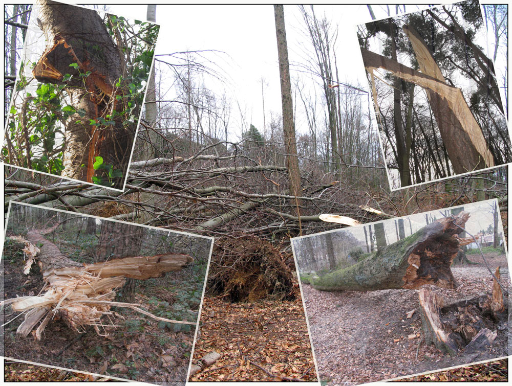 Es war einmal ... ein schöner Wald