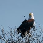 Es war einmal ein Seeadler ...