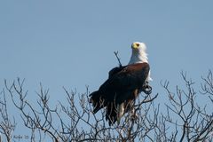 Es war einmal ein Seeadler ...