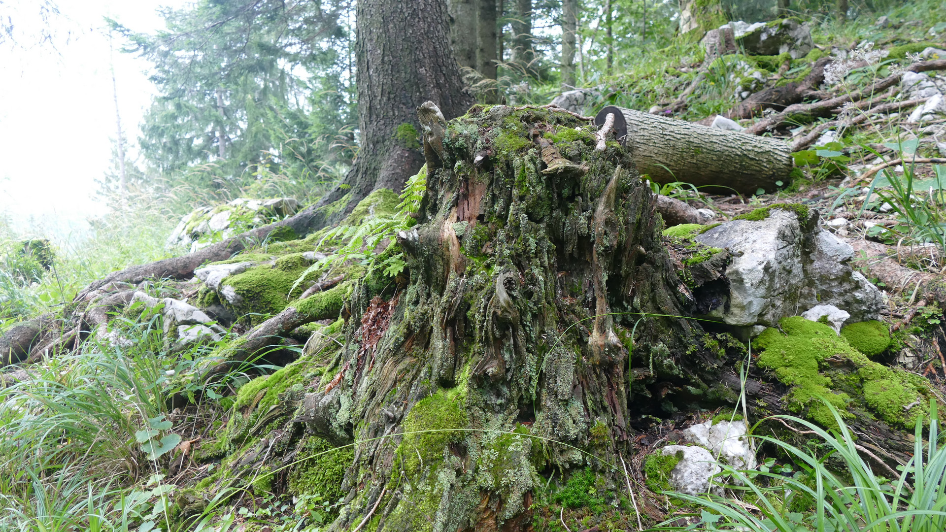 es war einmal ein stolzer baum