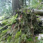 es war einmal ein stolzer baum