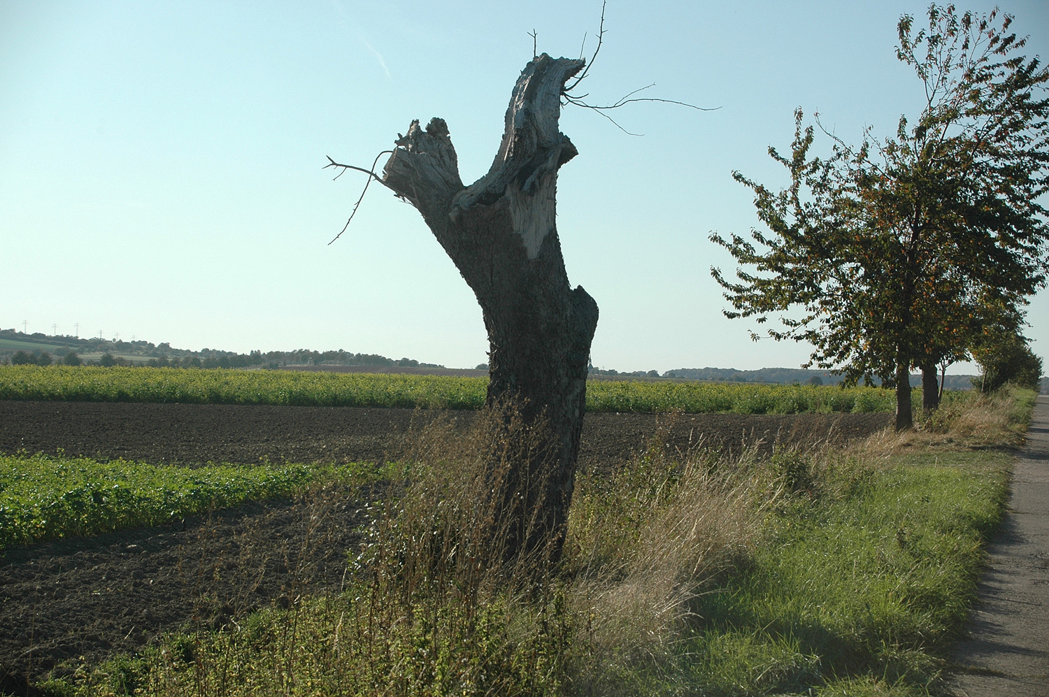 es war einmal ein stolzer Baum