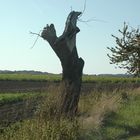 es war einmal ein stolzer Baum