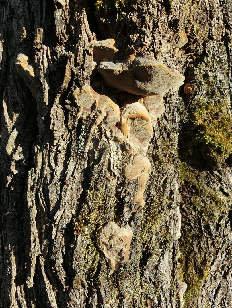 Es war einmal ein Zwetschgenbaum . . .