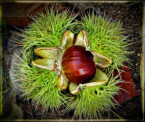 ES WAR EINMAL EINE BLÜTE....