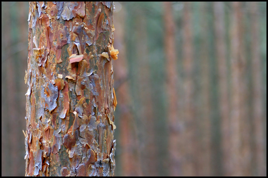 Es war einmal eine Kiefer...