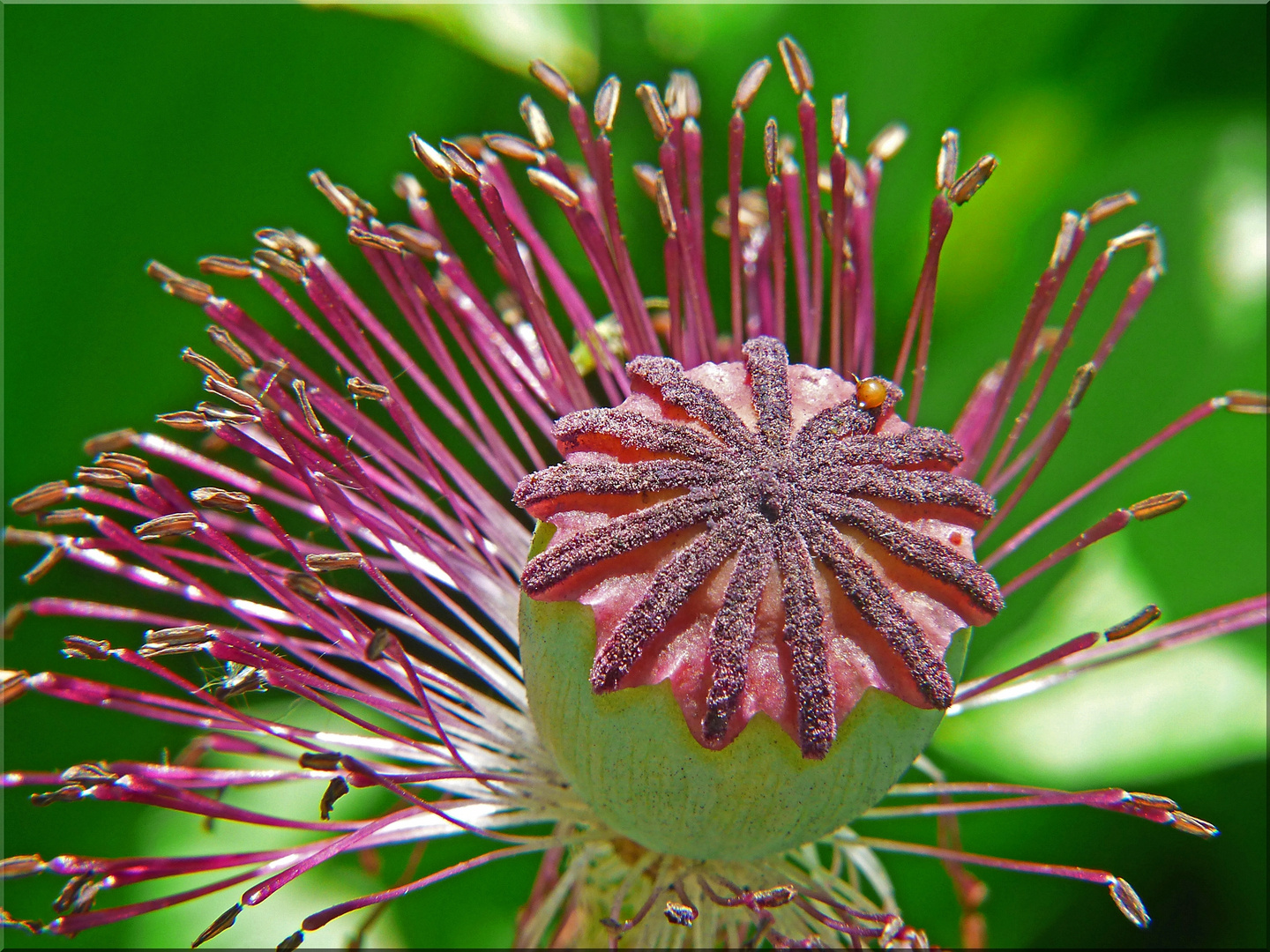 Es war einmal eine Mohnblüte