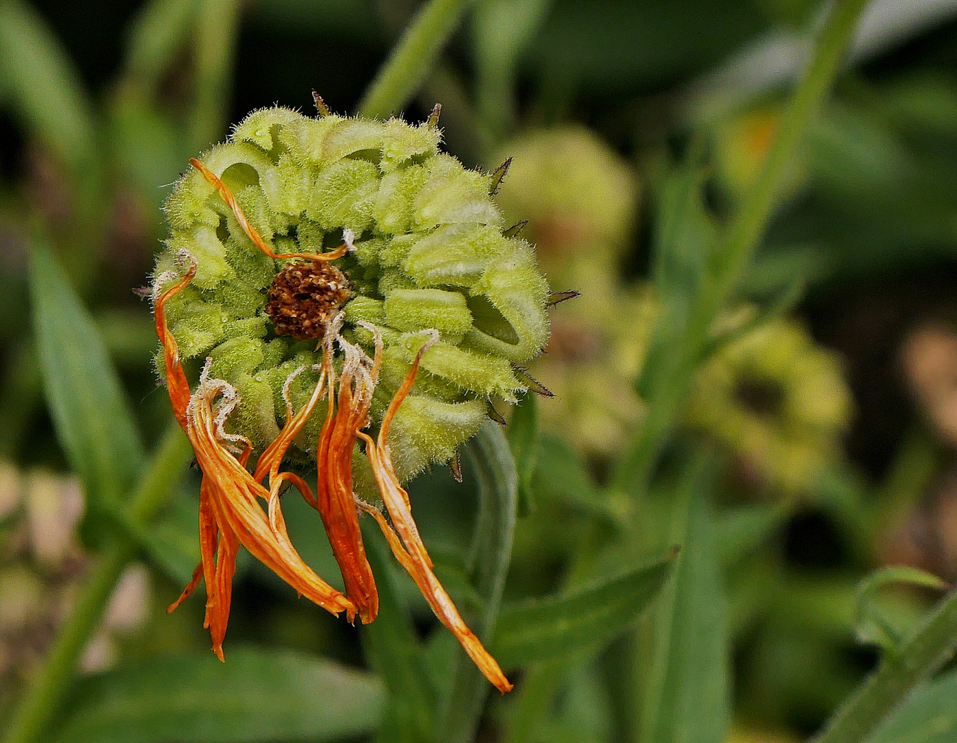 Es war einmal eine Ringelblume ...