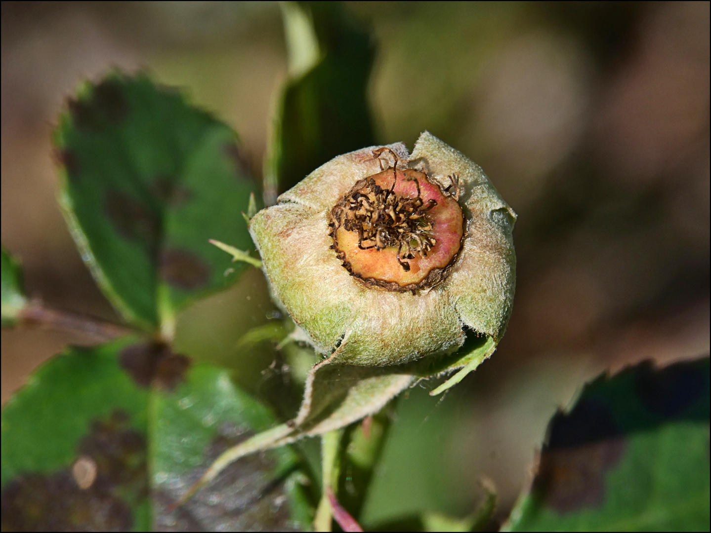 Es war einmal eine Rose ...