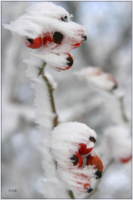 Es war einmal eine Rose ...