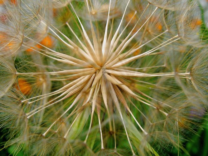 Es war einmal eine schöne gelbe Wiesenblume..