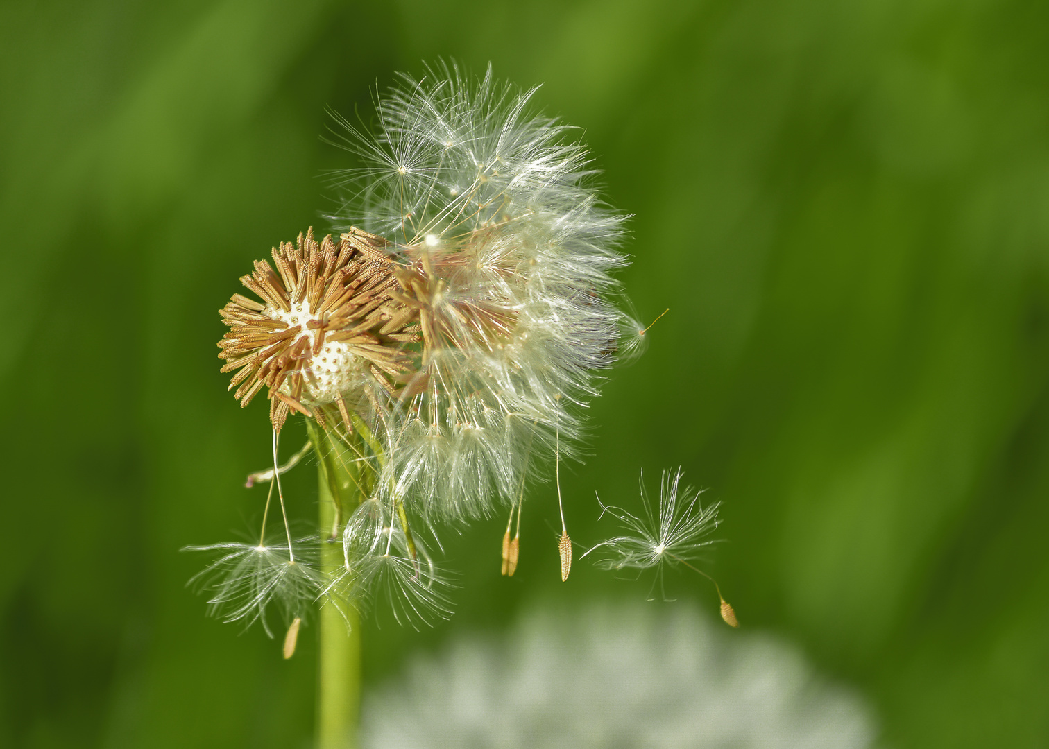 Es war einmal eine schöne Pusteblume...