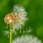 Es war einmal eine schöne Pusteblume...